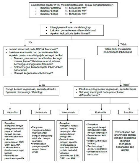 Membedakan Leukositosis Patologis Dan Fisiologis Pada Kehamilan Alomedika