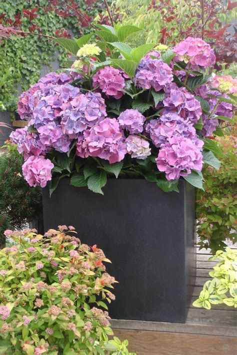 29 Ways To Grow Hydrangeas In Containers Planting Hydrangeas Hydrangea Potted Hydrangea Garden