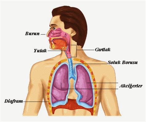 Solunum Sistemi Organlar Soluk Al P Verme Teknolojix