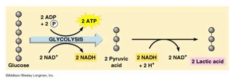 How is Lactic Acid Produced? • MyHeart