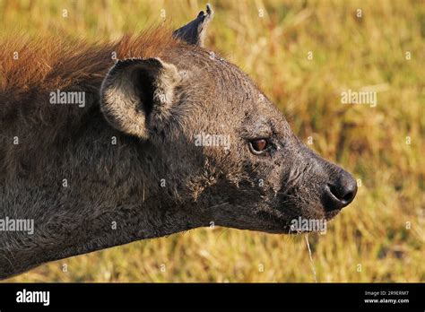 Spotted Hyena Crocuta Crocuta Portrait Of Adult Moremi Reserve