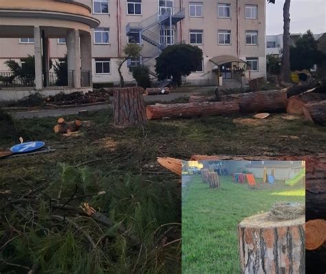 Alberi Abbattuti Nel Cortile Della Scuola Scoppia Il Caso