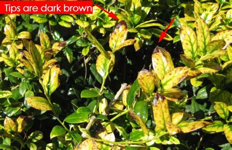 Holly Bushes Losing Leaves Turning Yellow Brown Tips Fertilizer