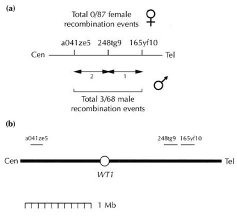 Imprinted Chromosomal Regions Of The Human Genome Display Sex Specific