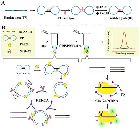 Crispr Cas A Mirna