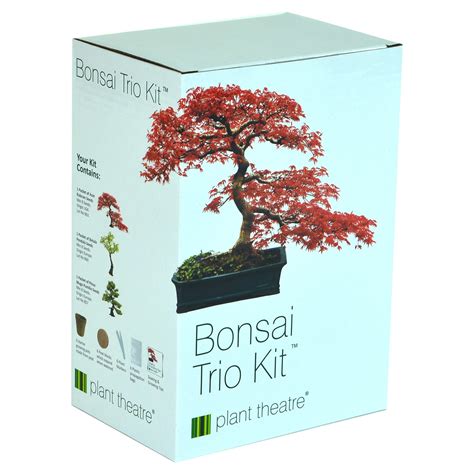 Best Bonsai Trees For Beginners At William Evans Blog