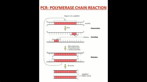 Pcr Polymerase Chain Reaction Shorts Biotechnology Biology