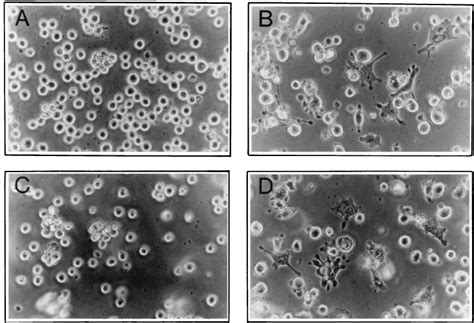 Adhesion And Spreading Of K562 Cells Following Pma Treatment Or Download Scientific Diagram