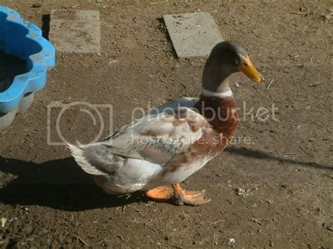 Selling 6+ pure Saxony duck hatching eggs (Pictures added) in Buy/Sell ...