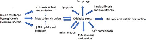 Frontiers Signaling Pathways Related To Oxidative Stress In Diabetic