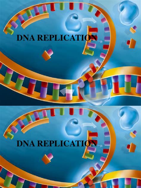 Dna Replication Ppt 2 Dna Replication Primer Molecular Biology