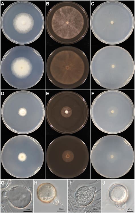 Cultural And Morphological Characters Of Phytophthora Nagaii A C And