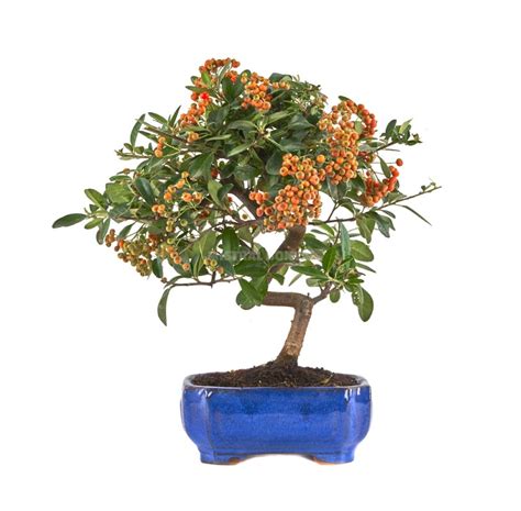 Pyracantha Sp Bonsai Years Firethorn Mistral Bonsai