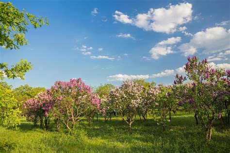 Premium Photo | Blooming lilac bush