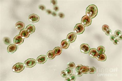 Leuconostoc Bacteria Photograph By Kateryna Konscience Photo Library