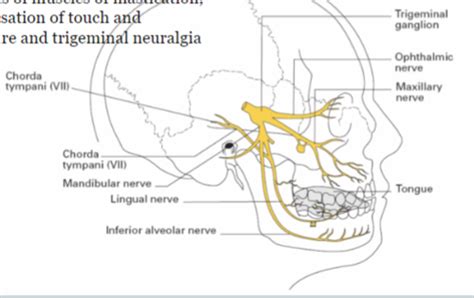 Unit 2 Neurology Of Swallowing 13124 Flashcards Quizlet