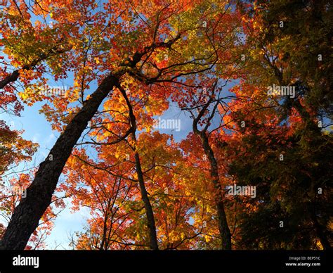 Beautiful Maple Trees With Colorful Leaves Fall Nature Scenery