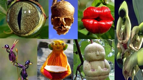 Unusual Plants