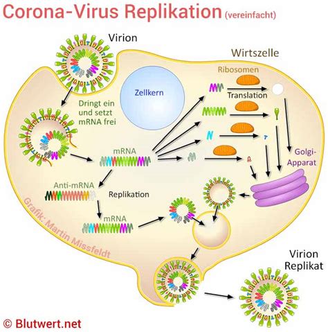 Viren Virus Aufbau Arten Erkrankungen Schutz