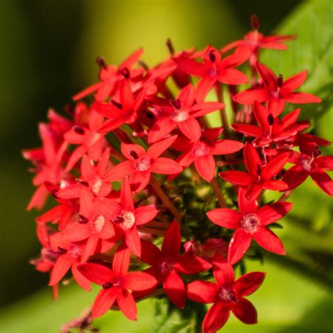 10 Plantas De Color Rojo Para Decorar Tu Casa Architectural Digest