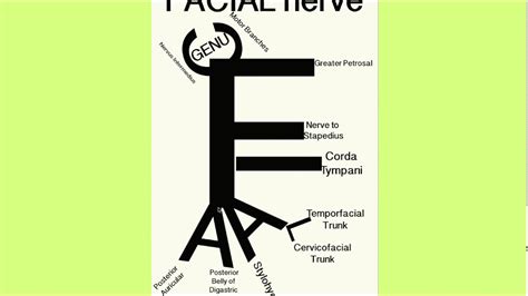 Facial Nerve Mnemonic Youtube