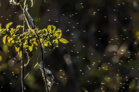 Gnats Dont You Just Hate It When You Get Into A Swarm Of Flickr