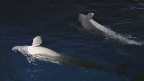 Worlds 1st Beluga Whale Sanctuary To Welcome New Arrivals In Iceland