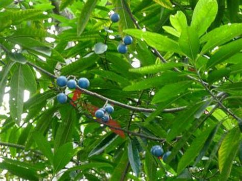 Polynesian Produce Stand Blue Marble Tree Elaeocarpus Grandis Blue