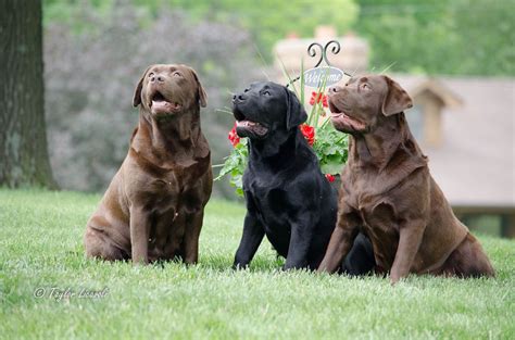 English Chocolate Lab Puppies Michigan - Yellow Lab Puppies 1 English ...