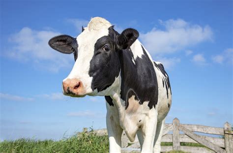 100+ Cow Names - Funny and Cute Names - SmartPet