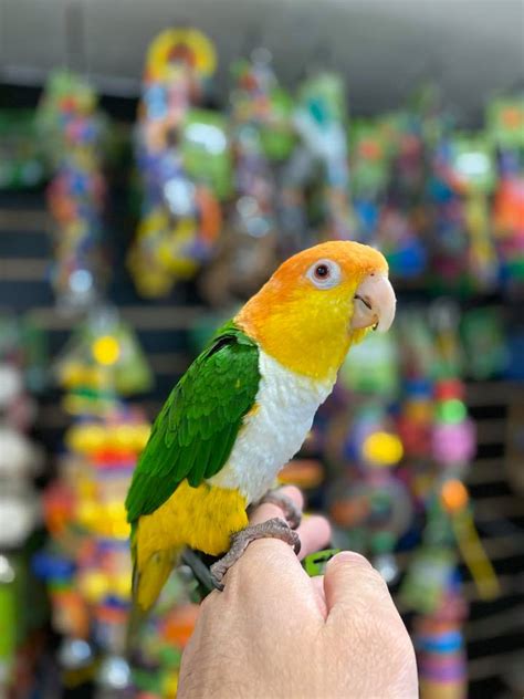 White Bellied Caique For Sale