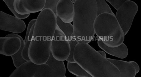 Lactobacillus Salivarius Portal Day Pharma