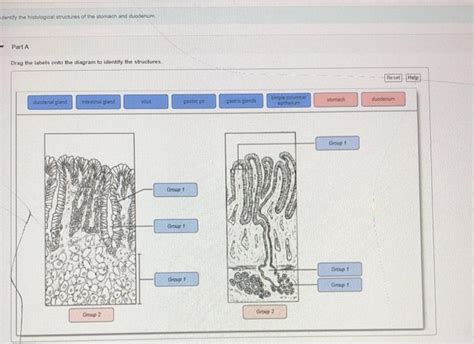 Solved Dentity The Histological Structures Of The Stomach Chegg