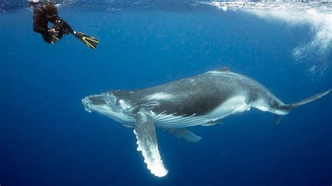 Tonga and Fiji: Whale and Reef Snorkeling Adventure - Oceanic Society