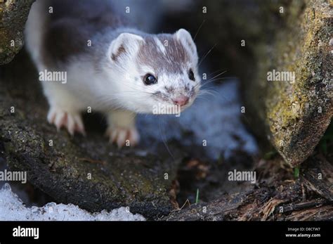 Stoat In Snow Hi Res Stock Photography And Images Alamy