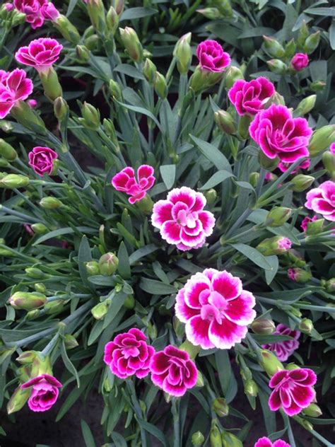 Dianthus Perennial Dianthus Flowers Pink Dianthus Flowers Perennials