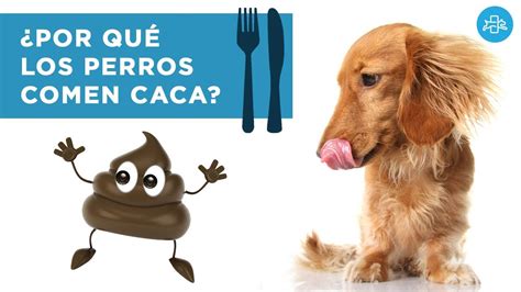 Va A Decidir Actual Carrera Por Que Los Perros Se Comen Su Caca