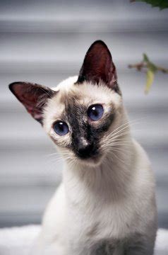 The Tortie Point Siamese Cat