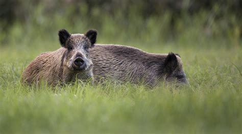 Caccia Al Cinghiale In Liguria Le Richieste Di Coldiretti Caccia