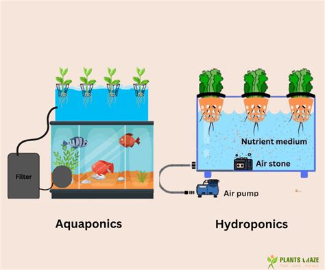 Aquaponics Vs Hydroponics: Which Is Better? [Revealed]