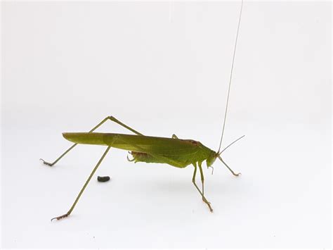 Taxonomy Tettigoniidae Katydids Long Horned Grasshoppers And Bush