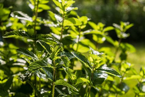 10 plantes médicinales que vous pouvez cultiver dans votre jardin