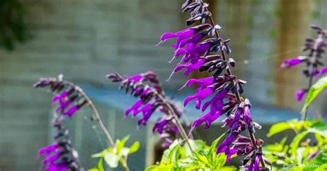 Salvia Amistad Care: How To Grow Friendship Sage