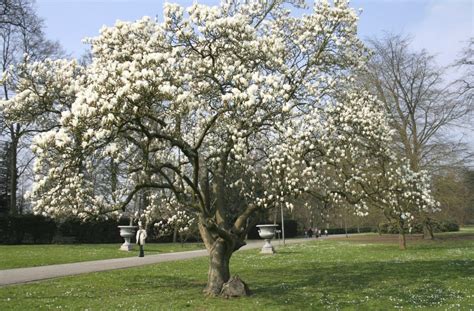 La Magnolia China O Magnolia Caduca Nuevos Jardines Jardiner A