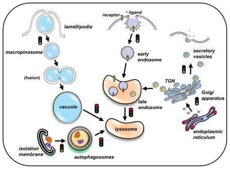 Disruption Of Endolysosomal Trafficking Pathways In Glioma Cells By