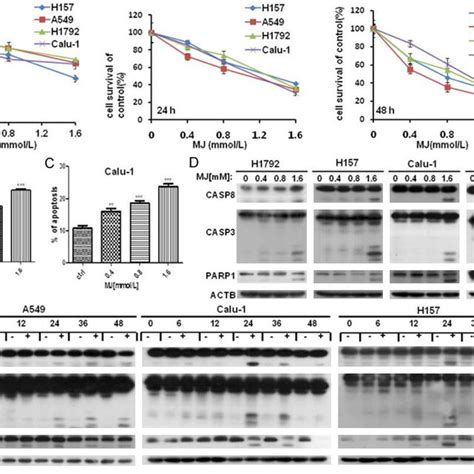 Mj Inhibits Cell Proliferation In Human Nsclc Cells A Four Human