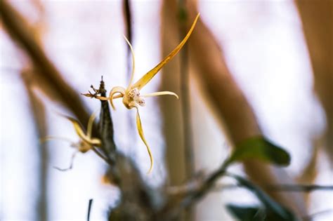 Australian Native Orchids Australian Photography