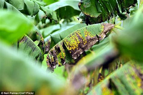 Sigatoka Fungus Threatens To Wipe Out Banana Crops Worldwide In Five