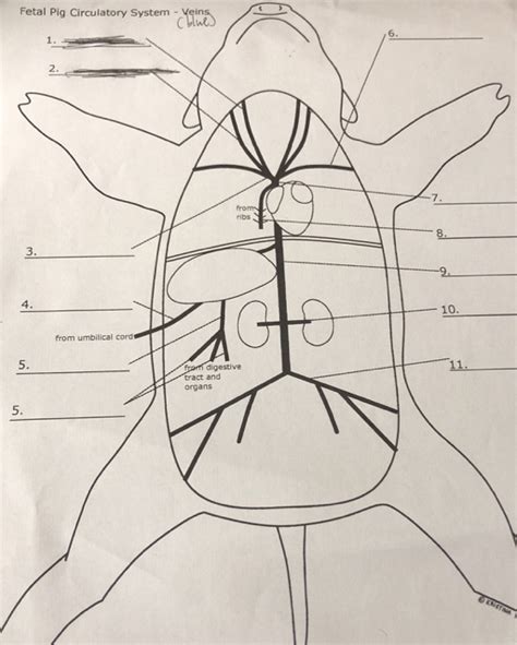 Solved Fetal Pig Circulatory System - Yeins (blue) 2. from | Chegg.com