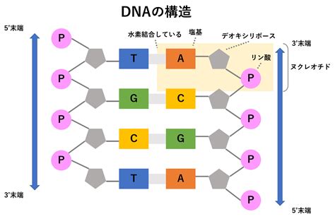 U Are Biomedicalist基礎知識